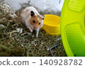 Cute syrian hamster looking out of its cage with hay. Fluffy pet mouse with white and ginger fur sitting near water bowl and running wheel, funny domestic rodent portrait. Cute syrian hamster looking out of its cage with hay. Fluffy pet mouse with white and ginger fur sitting near water bowl and running wheel, funny domestic rodent portrait. 140928782