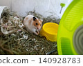 Cute syrian hamster looking out of its cage with hay. Fluffy pet mouse with white and ginger fur sitting near water bowl and running wheel, funny domestic rodent portrait. Cute syrian hamster looking out of its cage with hay. Fluffy pet mouse with white and ginger fur sitting near water bowl and running wheel, funny domestic rodent portrait. 140928783