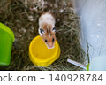 Cute syrian hamster looking out of its cage with hay. Fluffy pet mouse with white and ginger fur sitting near water bowl and running wheel, funny domestic rodent portrait. Cute syrian hamster looking out of its cage with hay. Fluffy pet mouse with white and ginger fur sitting near water bowl and running wheel, funny domestic rodent portrait. 140928784