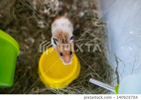 Cute syrian hamster looking out of its cage with hay. Fluffy pet mouse with white and ginger fur sitting near water bowl and running wheel, funny domestic rodent portrait. Cute syrian hamster looking out of its cage with hay. Fluffy pet mouse with white and ginger fur sitting near water bowl and running wheel, funny domestic rodent portrait. 140928784