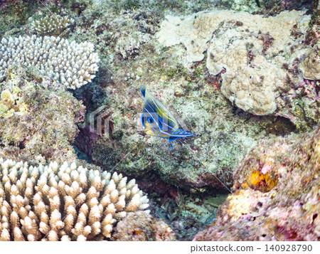 體型碩大、姿態優美的神仙魚、獨角魚等魚類。美麗的珊瑚礁和成群的熱帶魚。沖繩縣島尻郡慶良間群島阿根那志久島 140928790