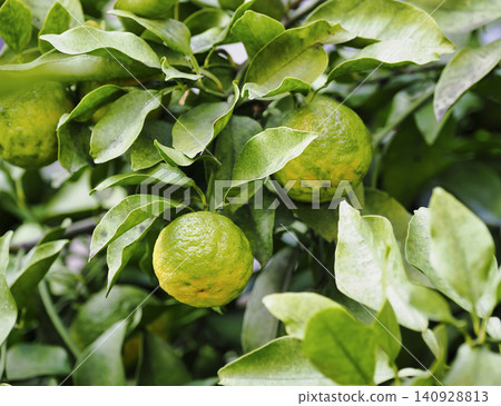 Yuzu fruit growing on a branch Yuzu fruit growing on a branch 140928813
