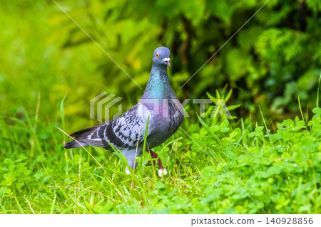 A large patrol pigeon in Yokohama, Japan. It doesn't seem tame and is difficult to approach... a solitary pigeon. Where did it come from...? A large patrol pigeon in Yokohama, Japan. It doesn't seem tame and is difficult to approach... a solitary pigeon. Where did it come from...? 140928856