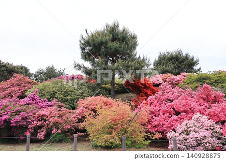 Scenery of Tsutsujigaoka Park in Tatebayashi City, Gunma Prefecture 140928875