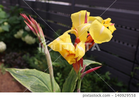 Yellow flowers of variegated canna Yellow flowers of variegated canna 140929558