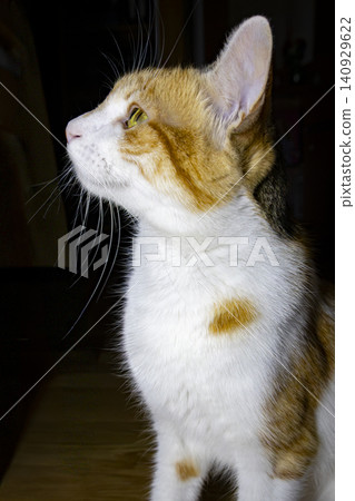 Close-Up Portrait of a Calico Domestic Cat with Bright Green Eyes Close-Up Portrait of a Calico Domestic Cat with Bright Green Eyes 140929622
