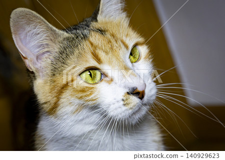Close-Up Portrait of a Calico Domestic Cat with Bright Green Eyes Close-Up Portrait of a Calico Domestic Cat with Bright Green Eyes 140929623