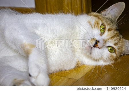 Close-Up Portrait of a Calico Domestic Cat with Bright Green Eyes Close-Up Portrait of a Calico Domestic Cat with Bright Green Eyes 140929624