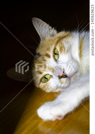 Close-Up Portrait of a Calico Domestic Cat with Bright Green Eyes Close-Up Portrait of a Calico Domestic Cat with Bright Green Eyes 140929625