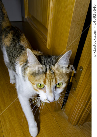 Close-Up Portrait of a Calico Domestic Cat with Bright Green Eyes Close-Up Portrait of a Calico Domestic Cat with Bright Green Eyes 140929640