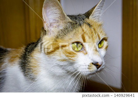 Close-Up Portrait of a Calico Domestic Cat with Bright Green Eyes Close-Up Portrait of a Calico Domestic Cat with Bright Green Eyes 140929641