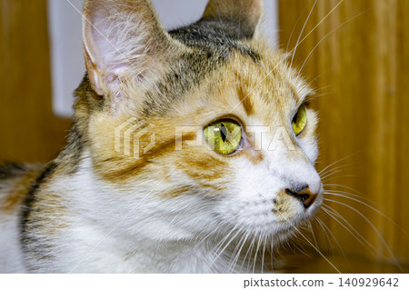 Close-Up Portrait of a Calico Domestic Cat with Bright Green Eyes Close-Up Portrait of a Calico Domestic Cat with Bright Green Eyes 140929642