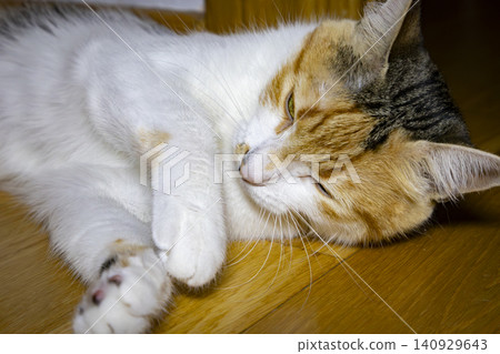 Close-Up Portrait of a Calico Domestic Cat with Bright Green Eyes Close-Up Portrait of a Calico Domestic Cat with Bright Green Eyes 140929643