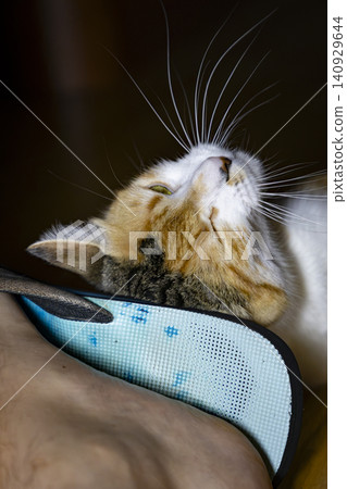 Close-Up Portrait of a Calico Domestic Cat with Bright Green Eyes Close-Up Portrait of a Calico Domestic Cat with Bright Green Eyes 140929644