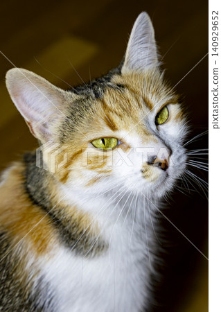 Close-Up Portrait of a Calico Domestic Cat with Bright Green Eyes Close-Up Portrait of a Calico Domestic Cat with Bright Green Eyes 140929652