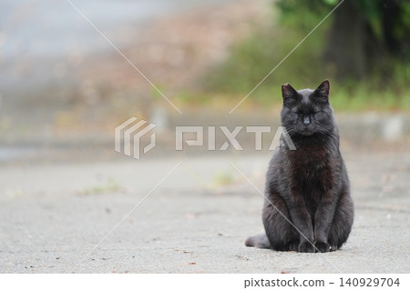 Black cat, please make yourself at home. Black cat, please make yourself at home. 140929704