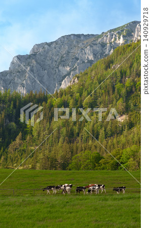 Cows on a green meadow below rocky mountains, highlighting the layered structure and natural beauty of alpine landscapes. Cows on a green meadow below rocky mountains, highlighting the layered structure and natural beauty of alpine landscapes. 140929718