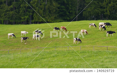 Cows on an alpine pasture, highlighting climate resilient rural landscapes and the sustainable use of mountain environments. 140929719