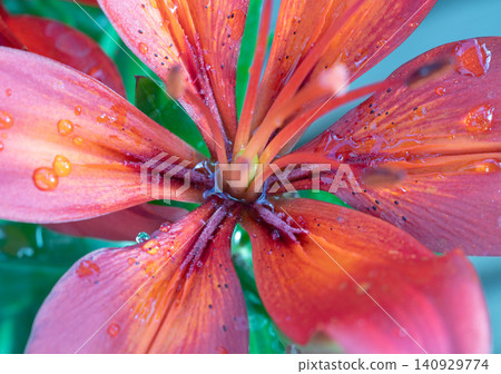 Water droplets on the vibrant red petals of blooming Lilium philadelphicum. Water droplets on the vibrant red petals of blooming Lilium philadelphicum. 140929774