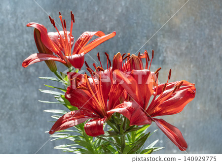 Water droplets on the vibrant red petals of blooming Lilium philadelphicum. Water droplets on the vibrant red petals of blooming Lilium philadelphicum. 140929775