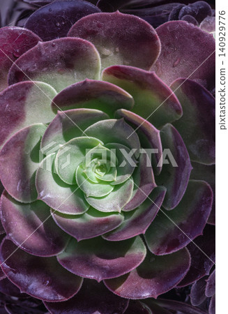 Aeonium 'Velour' succulent, recognized by its distinctive rosette-shaped to rounded arrangements. Aeonium 'Velour' succulent, recognized by its distinctive rosette-shaped to rounded arrangements. 140929776