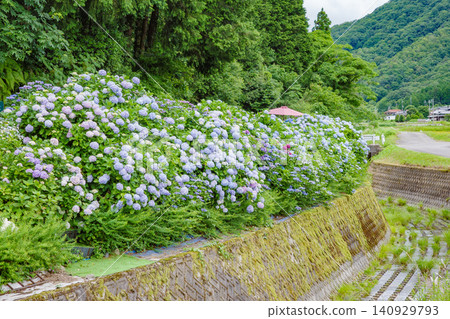 在兵庫縣福崎町的「繡球花之路」上,繡球花盛開。 在兵庫縣福崎町的「繡球花之路」上,繡球花盛開。 140929793