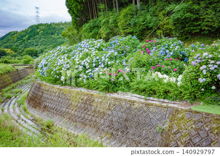 在兵庫縣福崎町的「繡球花之路」上,繡球花盛開。 在兵庫縣福崎町的「繡球花之路」上,繡球花盛開。 140929797