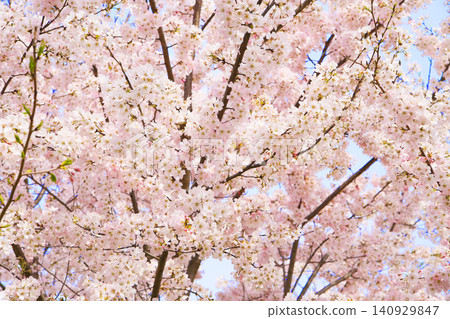 Cherry tree in full bloom Cherry tree in full bloom 140929847