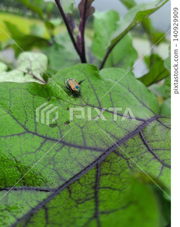 Japanese beetles in the eggplant field Japanese beetles in the eggplant field 140929909