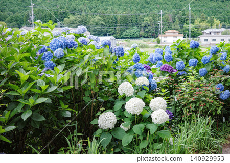 Hydrangeas in full bloom along the "Hydrangea Path" in Fukusaki Town, Hyogo Prefecture. Hydrangeas in full bloom along the "Hydrangea Path" in Fukusaki Town, Hyogo Prefecture. 140929953