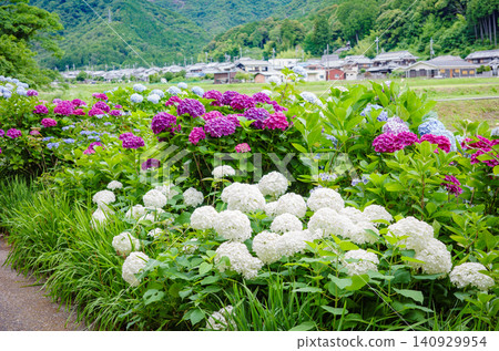 兵庫縣福崎町「繡球花之路」上,繡球花盛開,房屋林立。 兵庫縣福崎町「繡球花之路」上,繡球花盛開,房屋林立。 140929954