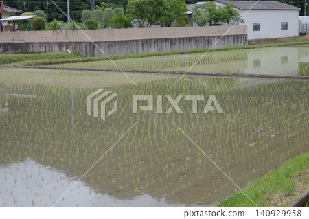 Rice paddies and rural scenery immediately after planting (countryside scenery) Rice paddies and rural scenery immediately after planting (countryside scenery) 140929958