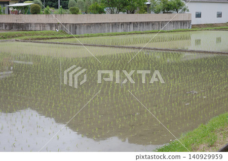 Rice paddies and rural scenery immediately after planting (countryside scenery) Rice paddies and rural scenery immediately after planting (countryside scenery) 140929959