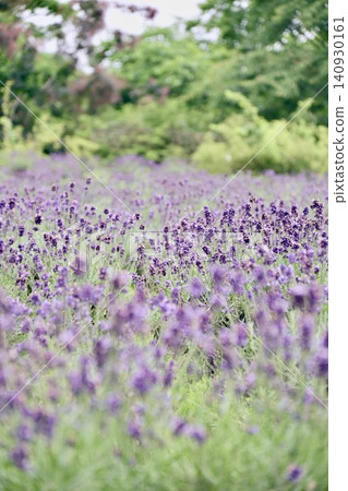 Menard Aoyama Resort - A landscape with a lavender field Menard Aoyama Resort - A landscape with a lavender field 140930161