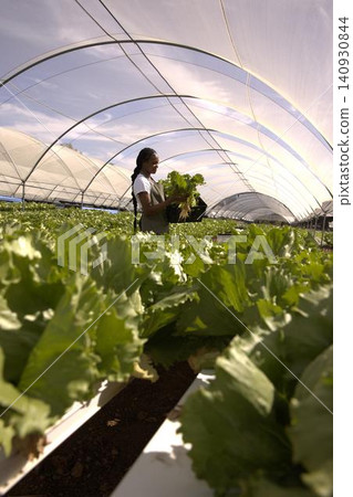 African american woman holding crate, inspecting hydroponic channels in greenhouse African american woman holding crate, inspecting hydroponic channels in greenhouse 140930844