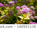 Purple Spirea Flowers Green Leaves Sunlight Nature Photo 140931136