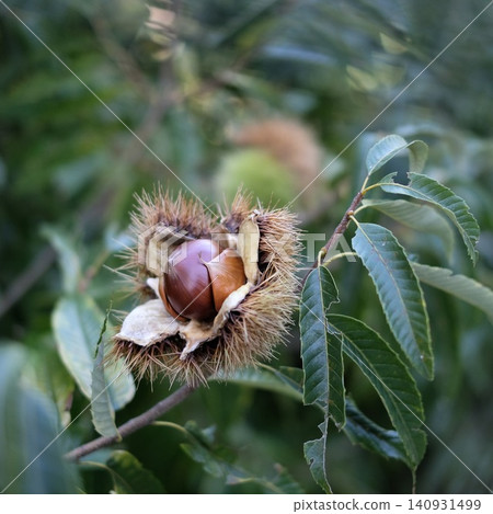 樹枝上的帶刺外殼的栗子 / 樹枝上的栗子和帶刺外殼 樹枝上的帶刺外殼的栗子 / 樹枝上的栗子和帶刺外殼 140931499