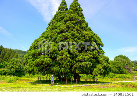 Totoro's Tree (Person 1) Totoro's Tree (Person 1) 140931501