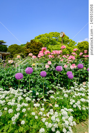 Roses in full bloom and a clock in the garden of Suma Rikyu Park in Kobe City Roses in full bloom and a clock in the garden of Suma Rikyu Park in Kobe City 140931608