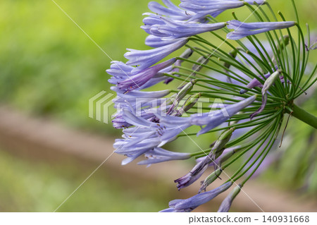 Close-up of a blue-purple agapanthus flower Close-up of a blue-purple agapanthus flower 140931668