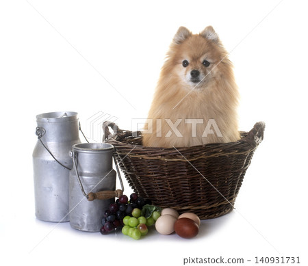 pomeranian in studio pomeranian in studio 140931731