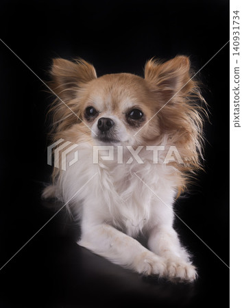 chihuahua in studio chihuahua in studio 140931734