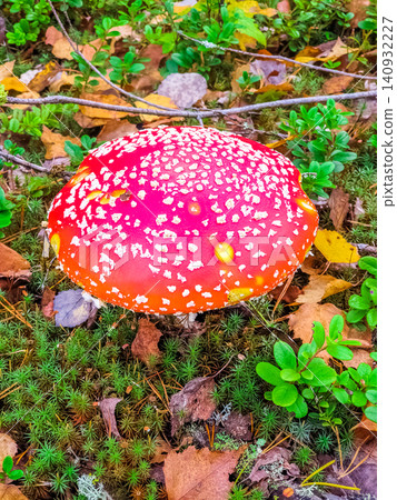 Vivid Red Fly Agaric Mushroom with White Spots Growing Among Green Moss and Autumn Leaves in Forest 140932227