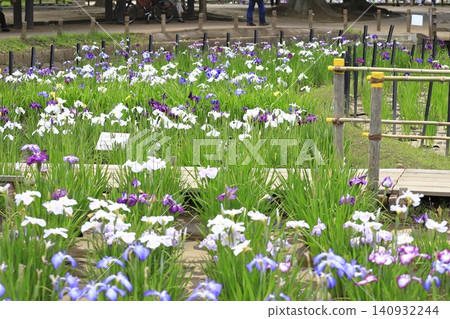 Shobu-numa Park: Colorful irises Shobu-numa Park: Colorful irises 140932244