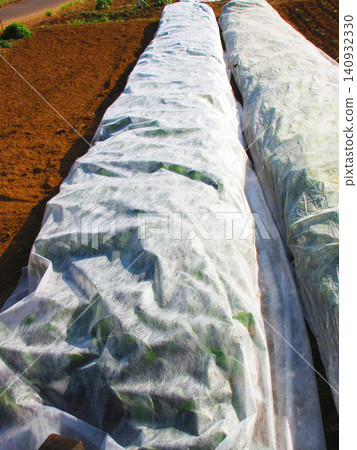 Scenery of tunnel cultivation in the field Scenery of tunnel cultivation in the field 140932330