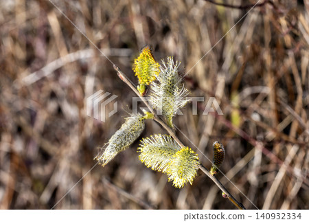 blossom of a willow blossom of a willow 140932334