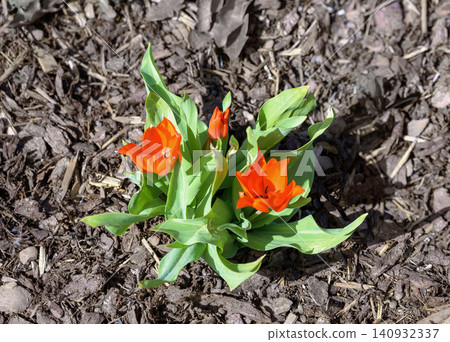 orange small tulips orange small tulips 140932337