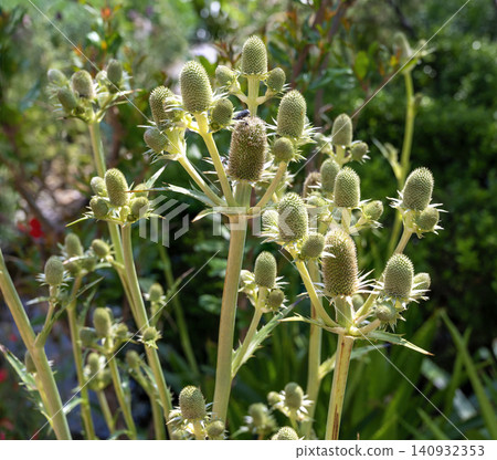 agave-leaved sea holy plant agave-leaved sea holy plant 140932353
