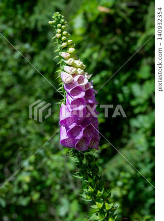 inflorescence of a Common foxglove inflorescence of a Common foxglove 140932354