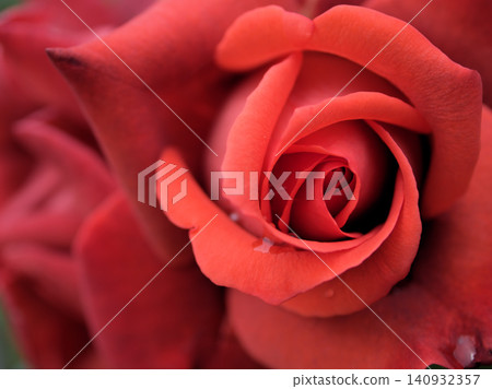 The beautiful red rose "Terracotta" bloomed in May. The beautiful red rose "Terracotta" bloomed in May. 140932357